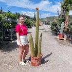 Kaktus Guentherov (Espostoa guentheri) - výška 150-170 cm, kont. C40L - STARÝ A VZÁCNY EXEMPLÁR